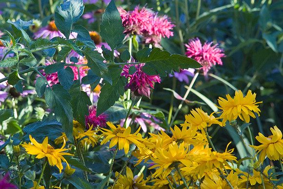 Monarda