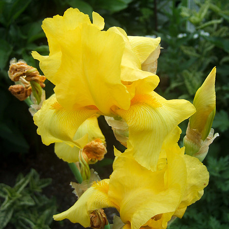 Yellow Iris