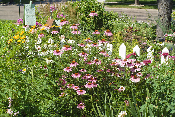 Cone Flowers and Bird Houses