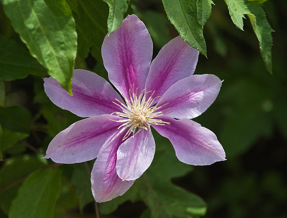 'Niobe' Clematis