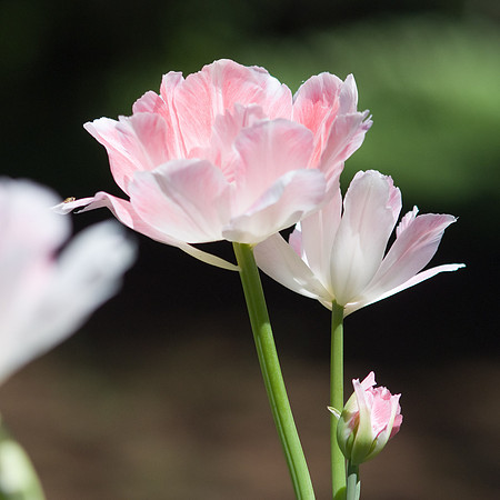 Pink Flowers
