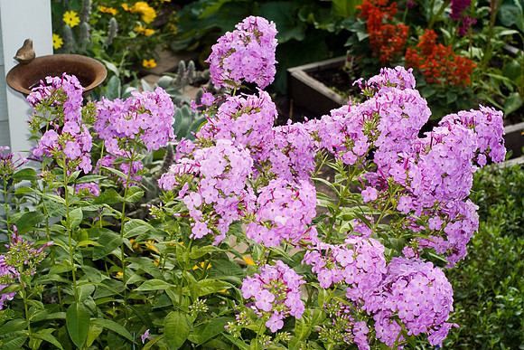 Pink Phlox