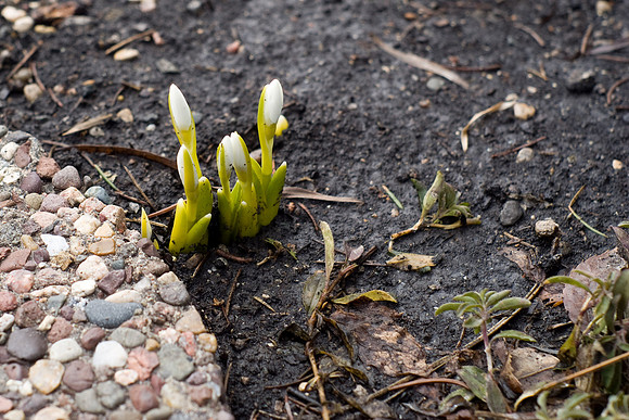 Snow Drops