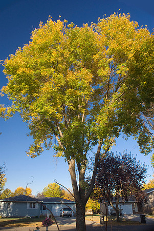 Leaves Turn