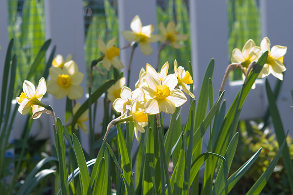 Yellow Flowers
