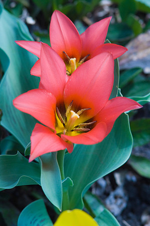 Red Tulips