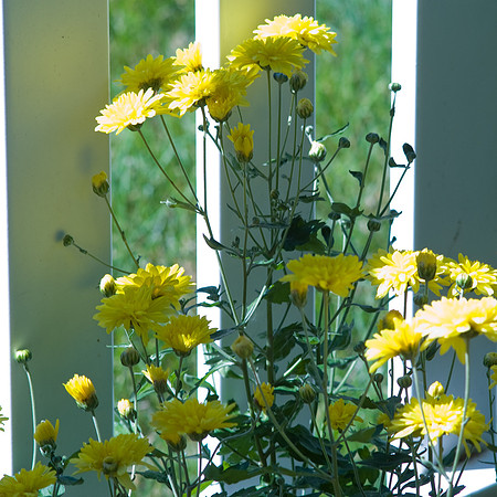 Yellow Mums