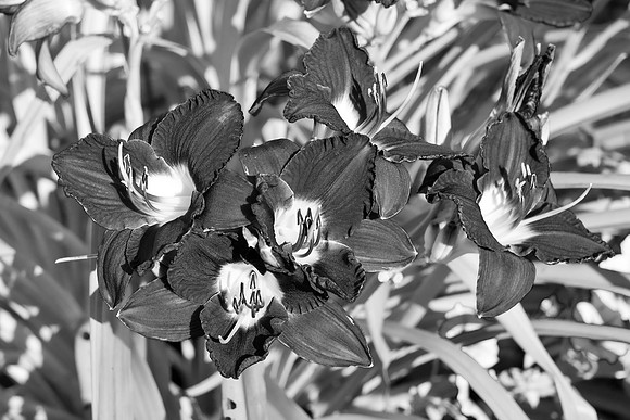 Black & White Lilies