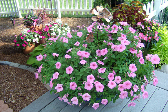 Bubblegum Petunias