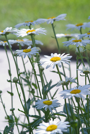 Becky Daisy, Leucanthemum