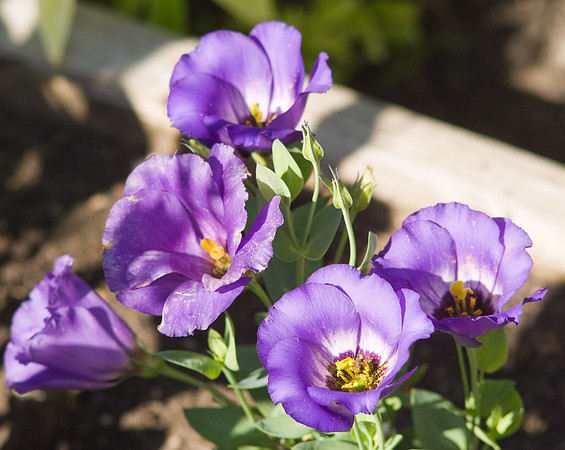 Purple Lisianthus