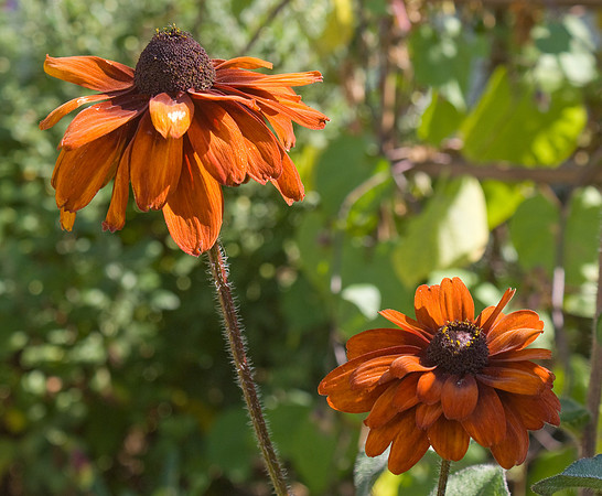 Zinnia