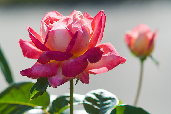 Evening Rose