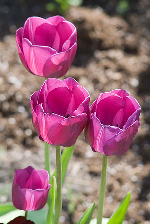 Pink Tulips