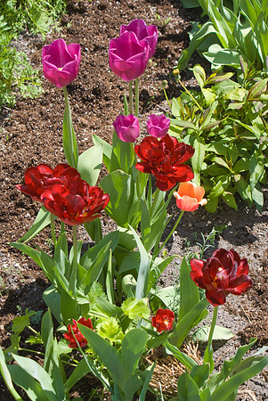 Purple & Red Tulips
