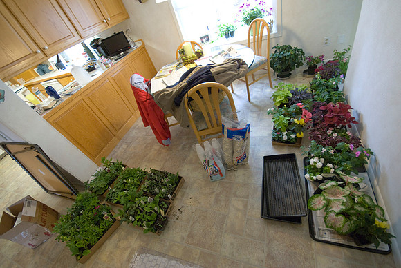 Plant Kitchen Nook
