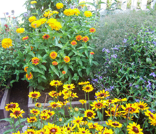 Yellow Flowers