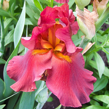 Dark Red Iris