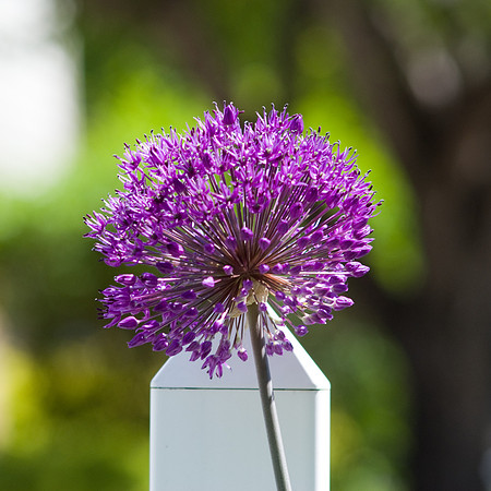 Purple Allium