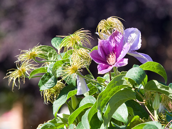 Niobe Clematis In The Sun