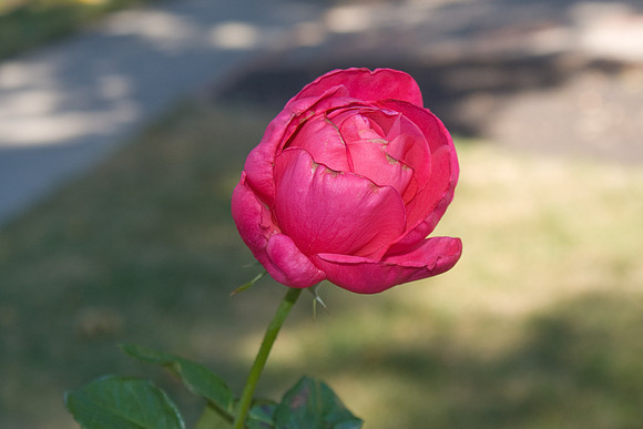Red Rose