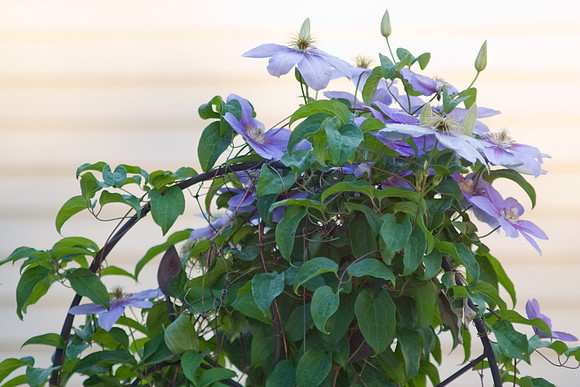 'Niobe' Clematis