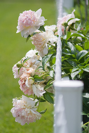 Light Pink Peony