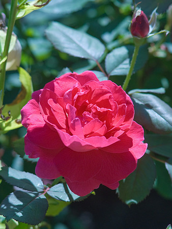 Red Rose