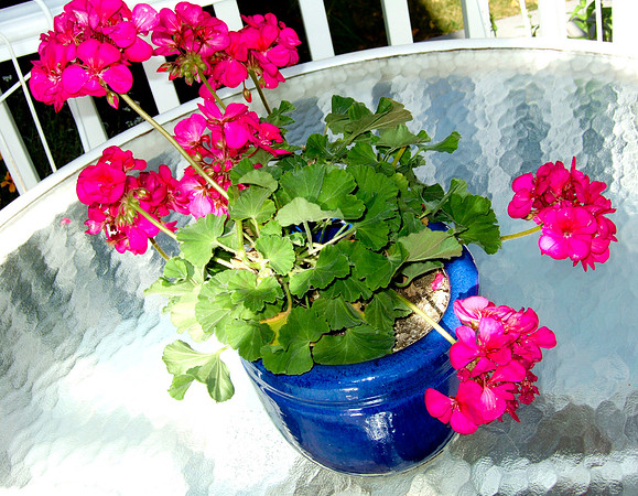 Geraniums