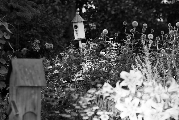 Evening Garden
