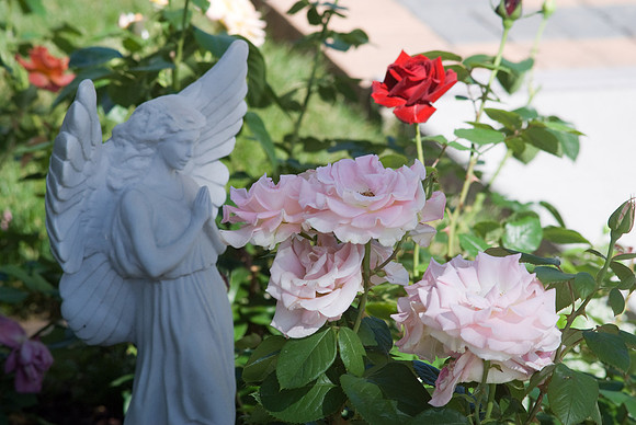 'Falling in Love' Hybrid Tea Rose