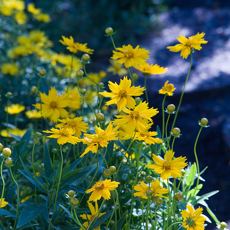 Coreopsis