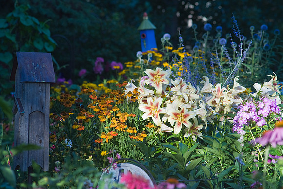 Rainbow Garden