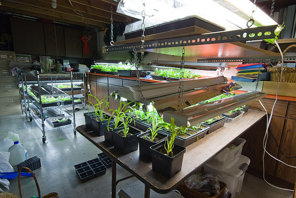 The Hanging Gardens