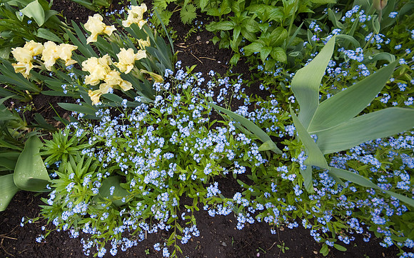 Forget-Me-Nots