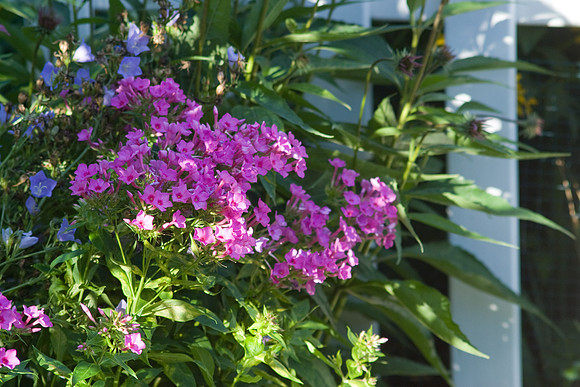 Blue Pink And Green