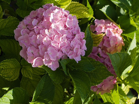 Pink And Green