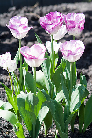 Purple-White Tulips