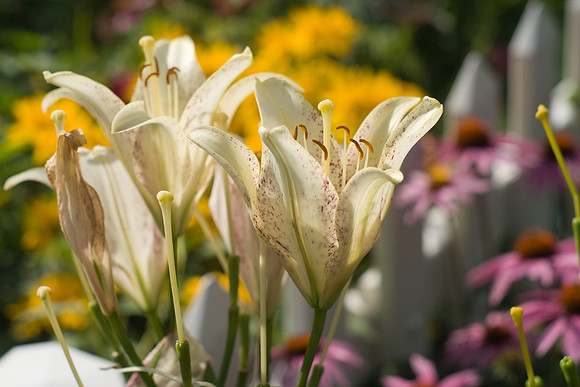 Lillies
