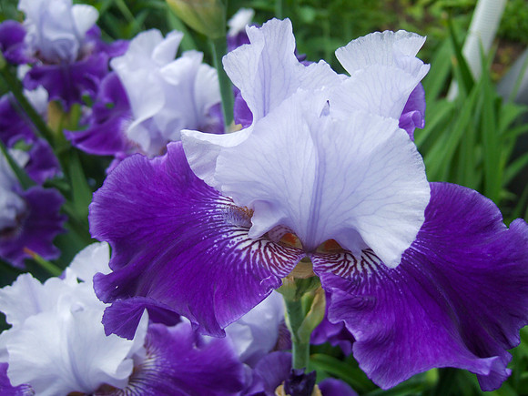Purple Lt. Blue Iris