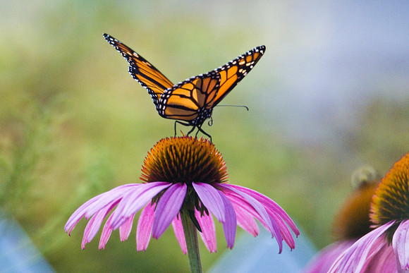 Butterfly Landing Pad