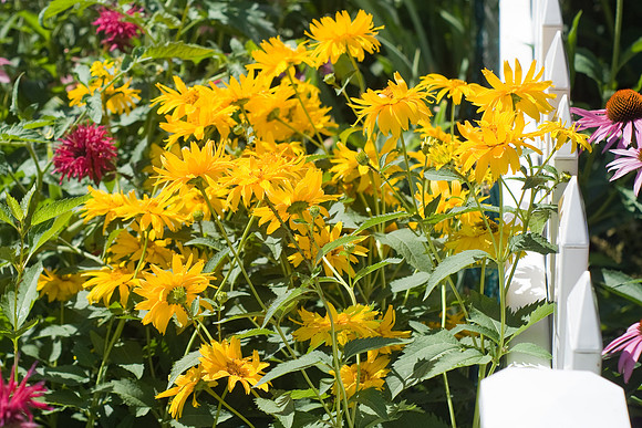 Heliopsis