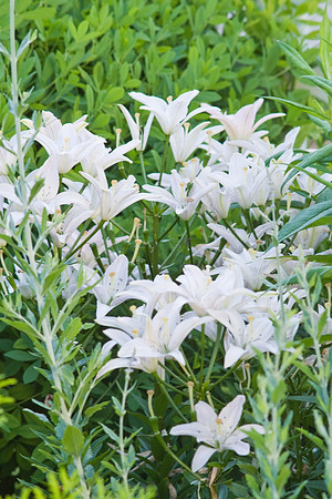 White Lilies