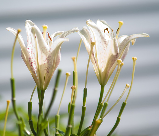 Lily Stems