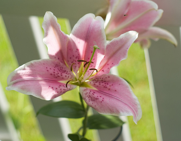 'Mona Lisa' Oriental Lily