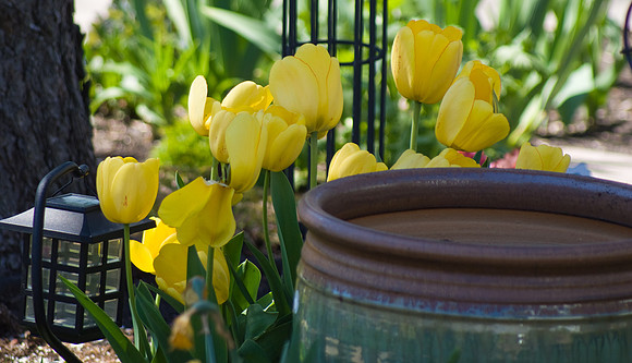 Yellow Tulips