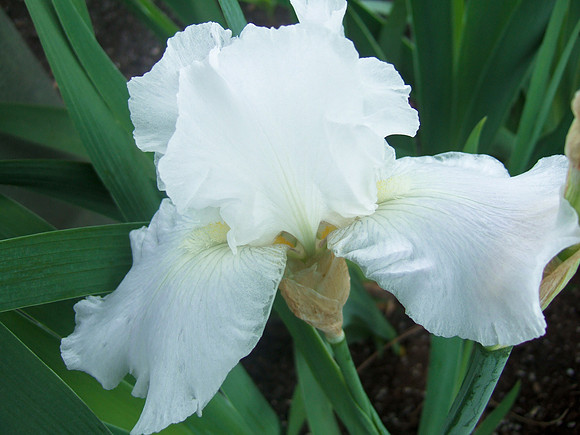White Iris