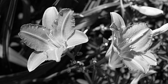 Lilies In Black And White