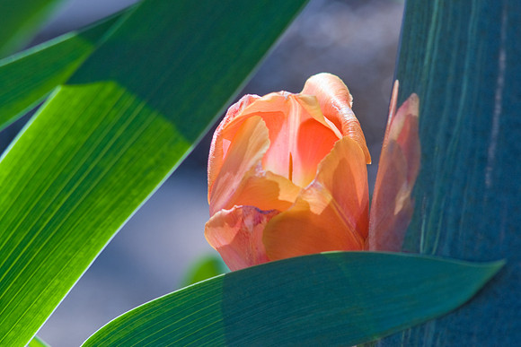 Orange Tulip Framed By Leaves And Birdbath