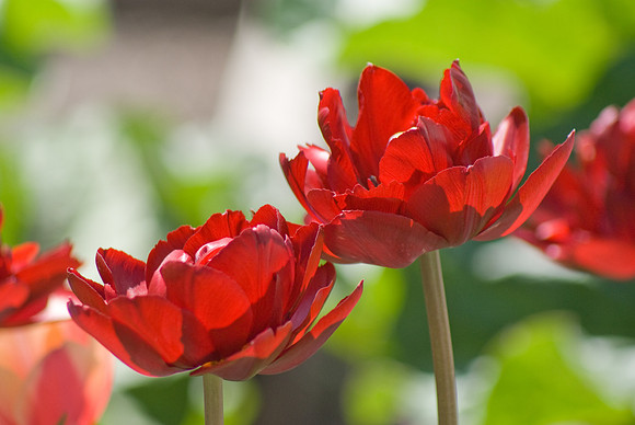 Red Tulips